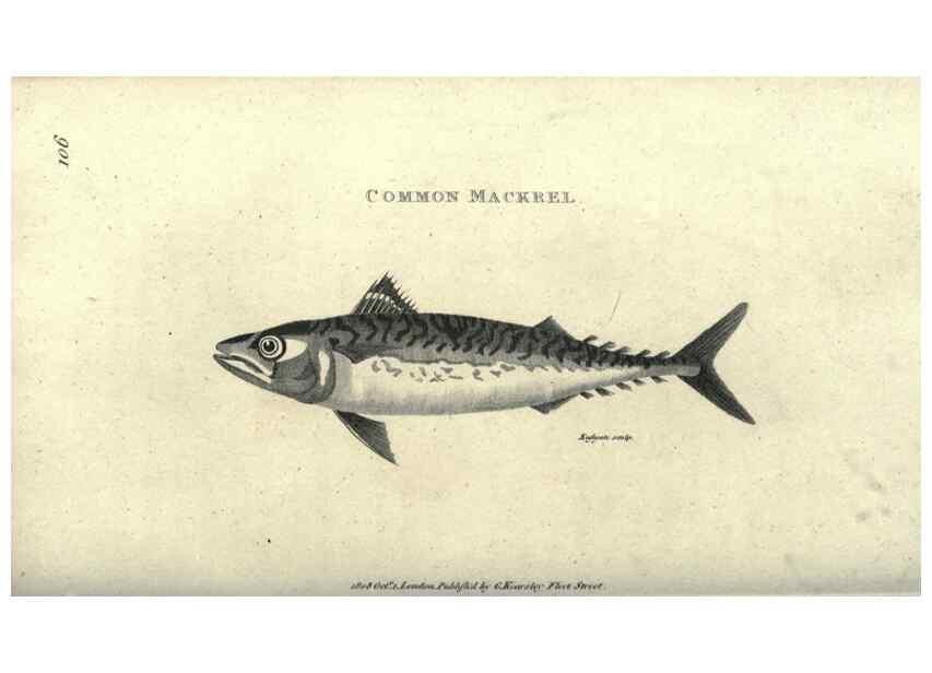 Reproducción/Reproduction 7344894744: Zoological lectures delivered at the Royal Institution. London,Kearsley,1809.