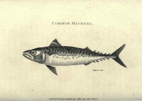 Reproducción/Reproduction 7344894744: Zoological lectures delivered at the Royal Institution. London,Kearsley,1809.