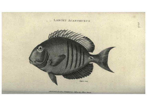 Reproducción/Reproduction 7344893968: Zoological lectures delivered at the Royal Institution. London,Kearsley,1809.
