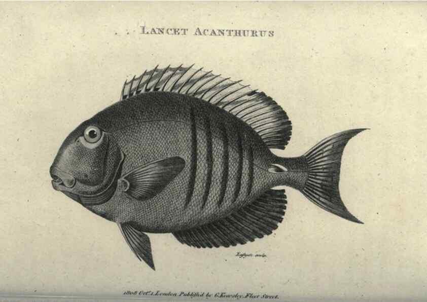 Reproducción/Reproduction 7344893968: Zoological lectures delivered at the Royal Institution. London,Kearsley,1809.