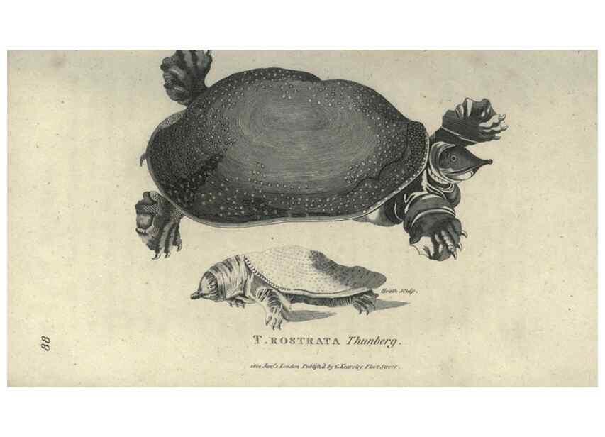 Reproducción/Reproduction 7344875400: Zoological lectures delivered at the Royal Institution. London,Kearsley,1809.