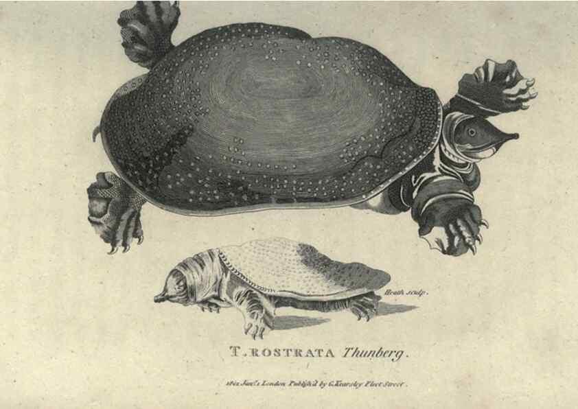 Reproducción/Reproduction 7344875400: Zoological lectures delivered at the Royal Institution. London,Kearsley,1809.