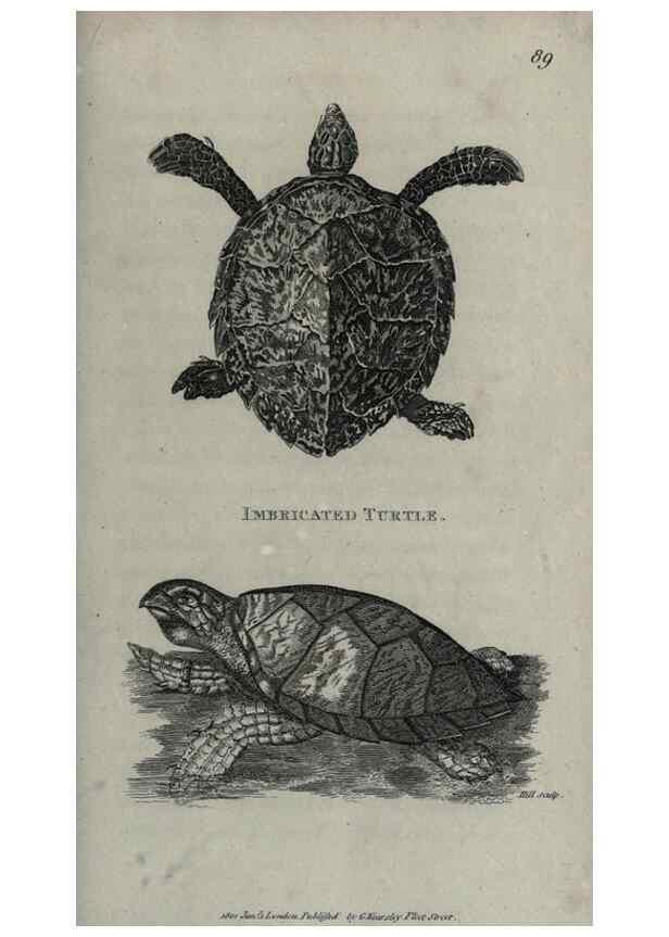 Reproducción/Reproduction 7344876198: Zoological lectures delivered at the Royal Institution. London,Kearsley,1809.