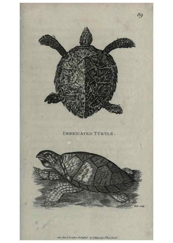 Reproducción/Reproduction 7344876198: Zoological lectures delivered at the Royal Institution. London,Kearsley,1809.