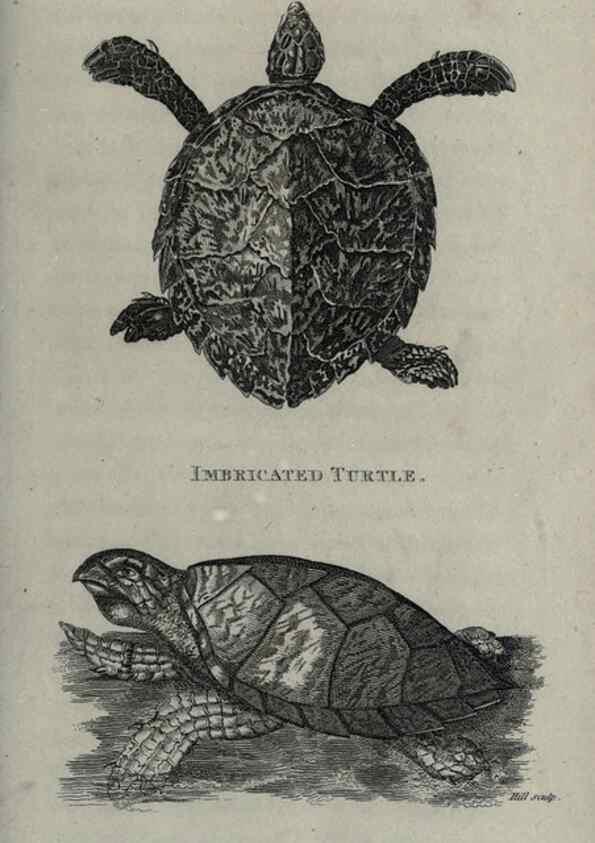 Reproducción/Reproduction 7344876198: Zoological lectures delivered at the Royal Institution. London,Kearsley,1809.