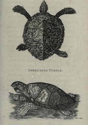 Reproducción/Reproduction 7344876198: Zoological lectures delivered at the Royal Institution. London,Kearsley,1809.