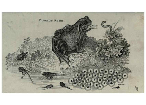 Reproducción/Reproduction 7344877064: Zoological lectures delivered at the Royal Institution. London,Kearsley,1809.