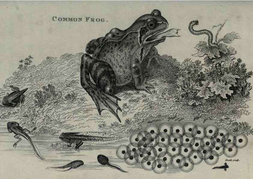 Reproducción/Reproduction 7344877064: Zoological lectures delivered at the Royal Institution. London,Kearsley,1809.