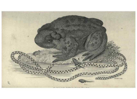 Reproducción/Reproduction 7344878122: Zoological lectures delivered at the Royal Institution. London,Kearsley,1809.