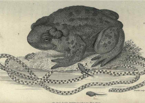 Reproducción/Reproduction 7344878122: Zoological lectures delivered at the Royal Institution. London,Kearsley,1809.