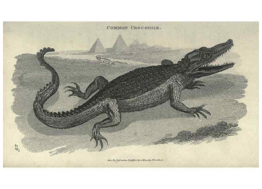 Reproducción/Reproduction 7159671859: Zoological lectures delivered at the Royal Institution. London,Kearsley,1809.