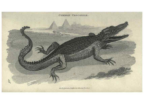 Reproducción/Reproduction 7159671859: Zoological lectures delivered at the Royal Institution. London,Kearsley,1809.
