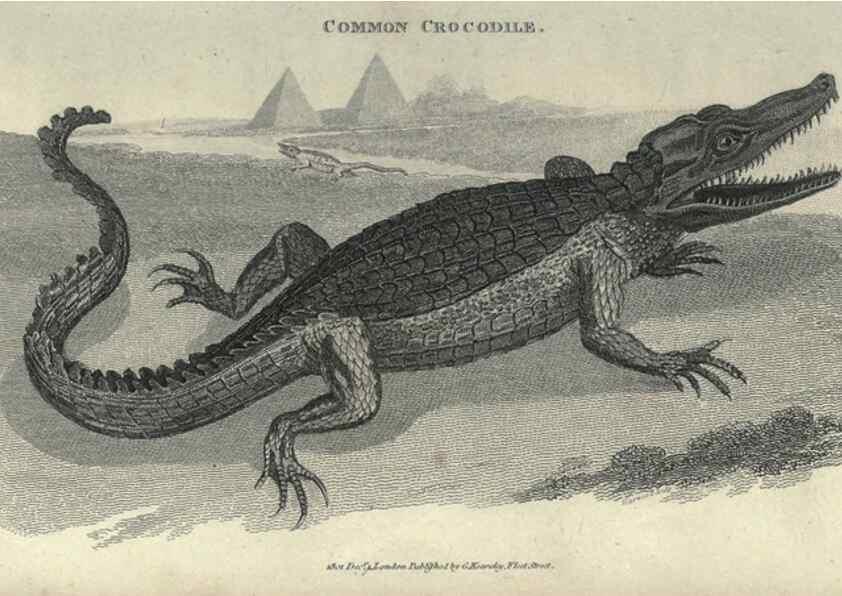 Reproducción/Reproduction 7159671859: Zoological lectures delivered at the Royal Institution. London,Kearsley,1809.