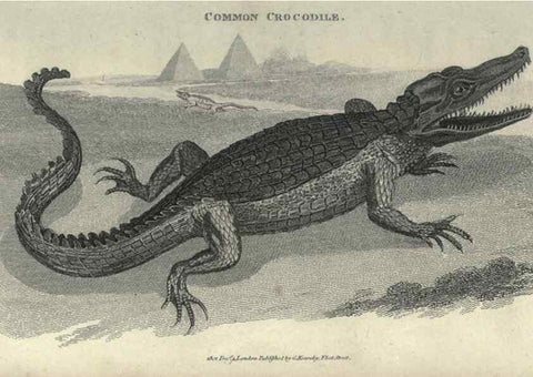Reproducción/Reproduction 7159671859: Zoological lectures delivered at the Royal Institution. London,Kearsley,1809.