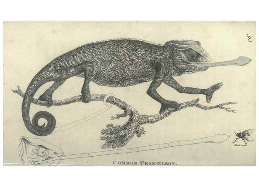 Reproducción/Reproduction 7159673055: Zoological lectures delivered at the Royal Institution. London,Kearsley,1809.