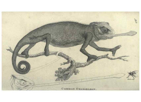 Reproducción/Reproduction 7159673055: Zoological lectures delivered at the Royal Institution. London,Kearsley,1809.