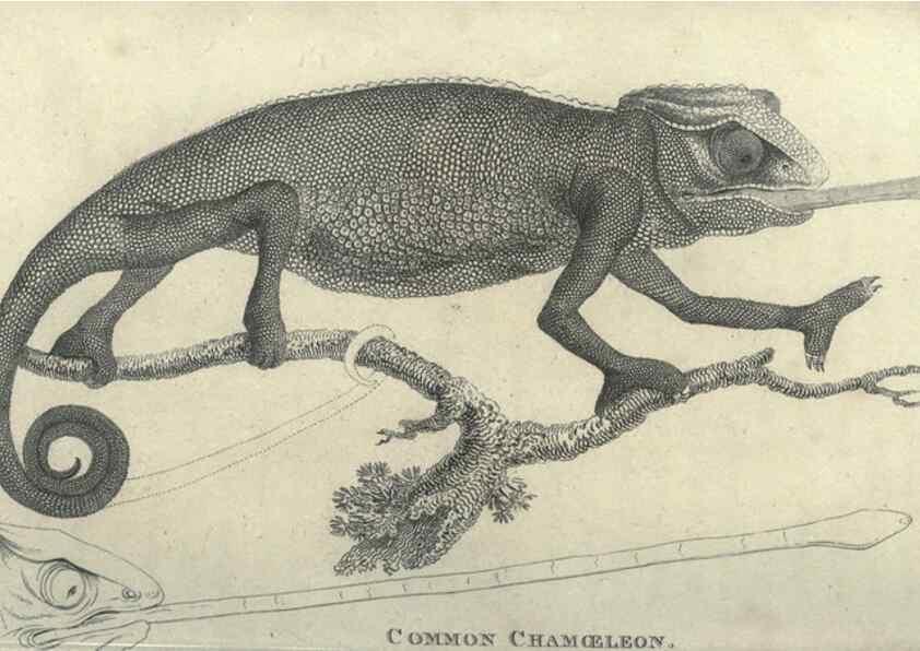 Reproducción/Reproduction 7159673055: Zoological lectures delivered at the Royal Institution. London,Kearsley,1809.
