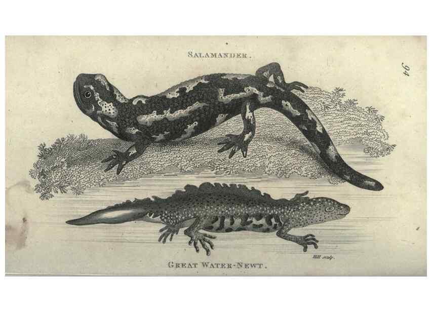 Reproducción/Reproduction 7344881084: Zoological lectures delivered at the Royal Institution. London,Kearsley,1809.