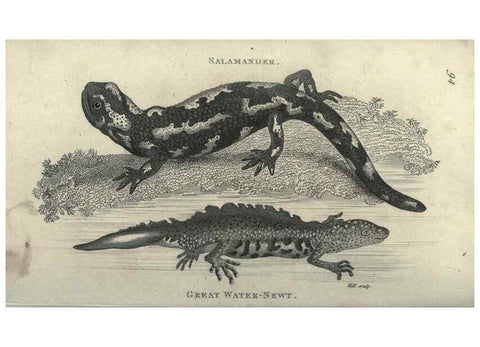 Reproducción/Reproduction 7344881084: Zoological lectures delivered at the Royal Institution. London,Kearsley,1809.