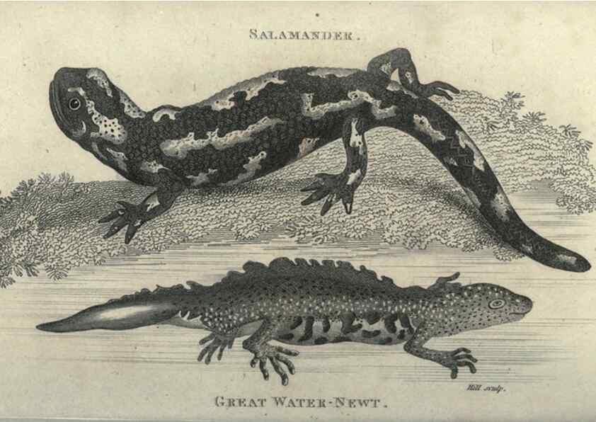 Reproducción/Reproduction 7344881084: Zoological lectures delivered at the Royal Institution. London,Kearsley,1809.