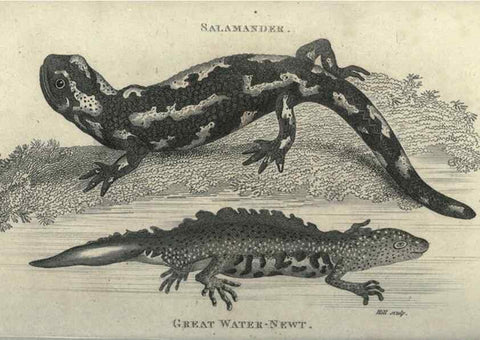 Reproducción/Reproduction 7344881084: Zoological lectures delivered at the Royal Institution. London,Kearsley,1809.