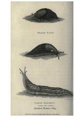 Reproducción/Reproduction 7159705467: Zoological lectures delivered at the Royal Institution. London,Kearsley,1809.
