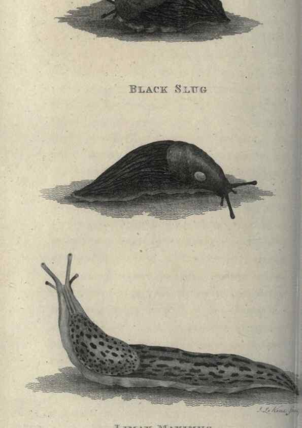 Reproducción/Reproduction 7159705467: Zoological lectures delivered at the Royal Institution. London,Kearsley,1809.