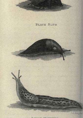 Reproducción/Reproduction 7159705467: Zoological lectures delivered at the Royal Institution. London,Kearsley,1809.
