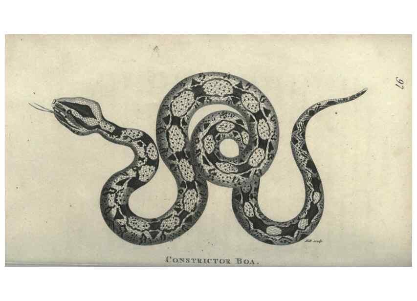 Reproducción/Reproduction 7159676529: Zoological lectures delivered at the Royal Institution. London,Kearsley,1809.