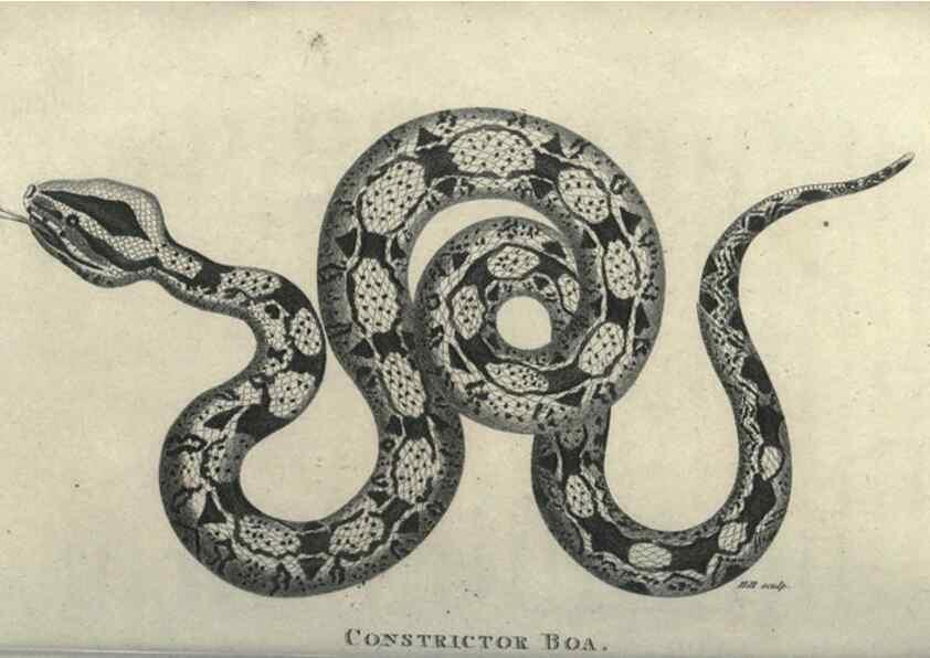 Reproducción/Reproduction 7159676529: Zoological lectures delivered at the Royal Institution. London,Kearsley,1809.