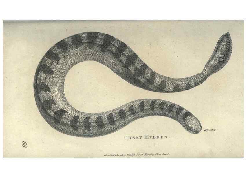Reproducción/Reproduction 7344885286: Zoological lectures delivered at the Royal Institution. London,Kearsley,1809.