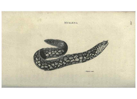Reproducción/Reproduction 7344889582: Zoological lectures delivered at the Royal Institution. London,Kearsley,1809.