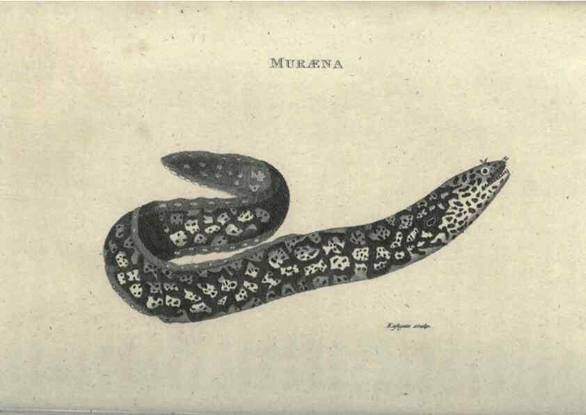 Reproducción/Reproduction 7344889582: Zoological lectures delivered at the Royal Institution. London,Kearsley,1809.