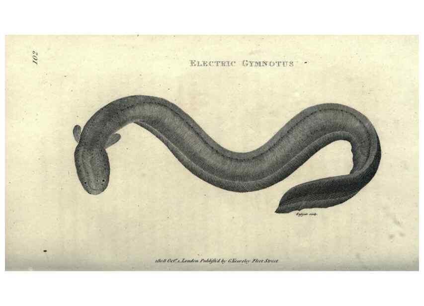 Reproducción/Reproduction 7159683231: Zoological lectures delivered at the Royal Institution. London,Kearsley,1809.