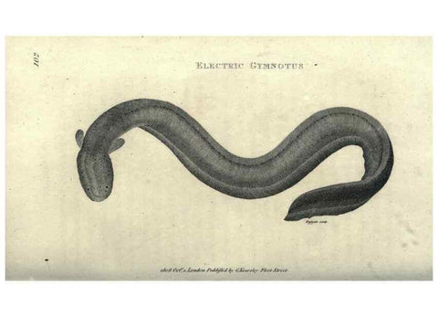 Reproducción/Reproduction 7159683231: Zoological lectures delivered at the Royal Institution. London,Kearsley,1809.