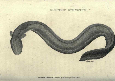 Reproducción/Reproduction 7159683231: Zoological lectures delivered at the Royal Institution. London,Kearsley,1809.