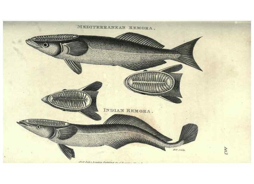 Reproducción/Reproduction 7344891578: Zoological lectures delivered at the Royal Institution. London,Kearsley,1809.
