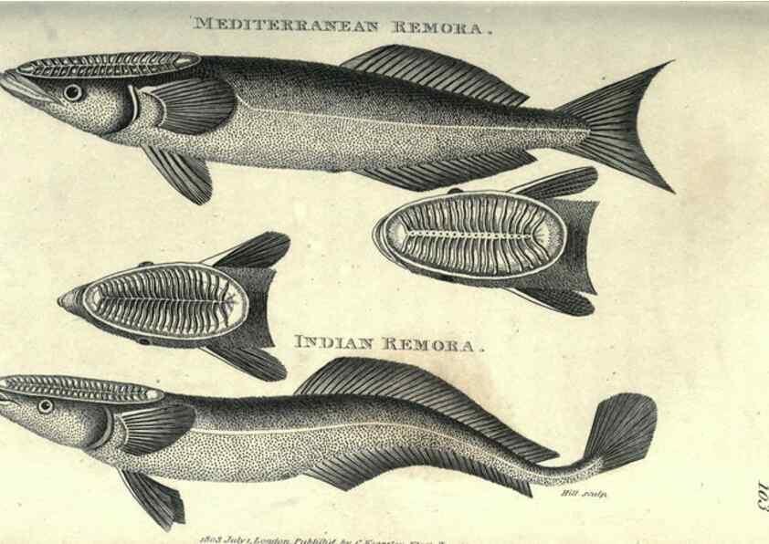 Reproducción/Reproduction 7344891578: Zoological lectures delivered at the Royal Institution. London,Kearsley,1809.
