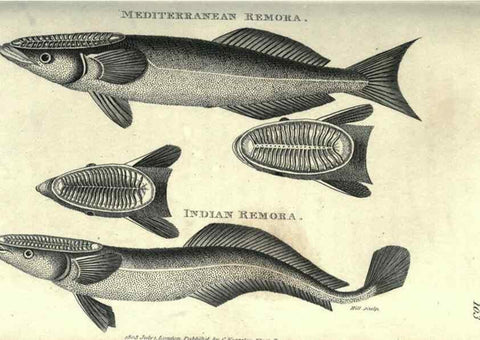 Reproducción/Reproduction 7344891578: Zoological lectures delivered at the Royal Institution. London,Kearsley,1809.
