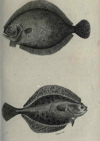 Reproducción/Reproduction 7159685987: Zoological lectures delivered at the Royal Institution. London,Kearsley,1809.