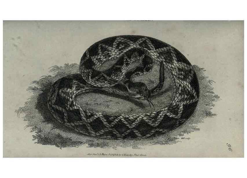 Reproducción/Reproduction 7159675711: Zoological lectures delivered at the Royal Institution. London,Kearsley,1809.