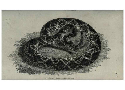 Reproducción/Reproduction 7159675711: Zoological lectures delivered at the Royal Institution. London,Kearsley,1809.