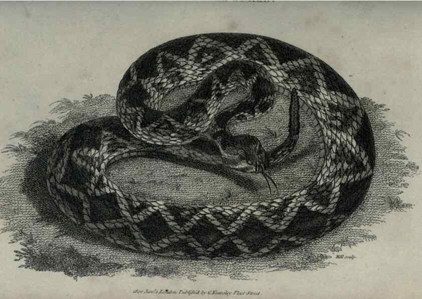 Reproducción/Reproduction 7159675711: Zoological lectures delivered at the Royal Institution. London,Kearsley,1809.