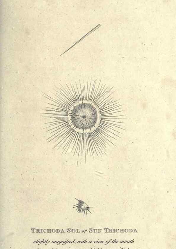 Reproducción/Reproduction 7344949976: Zoological lectures delivered at the Royal Institution. London,Kearsley,1809.