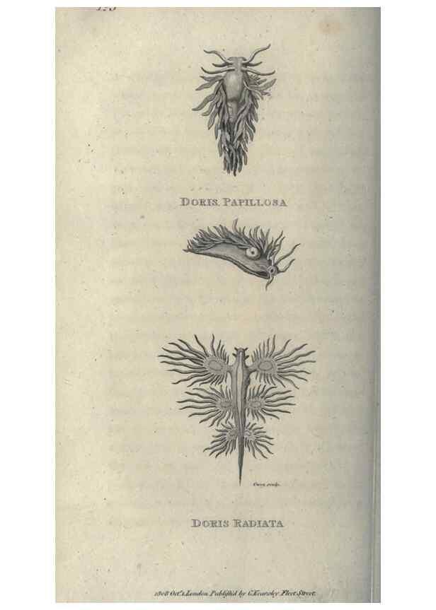 Reproducción/Reproduction 7344912930: Zoological lectures delivered at the Royal Institution. London,Kearsley,1809.