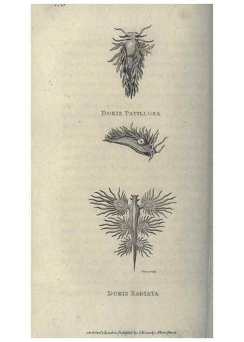 Reproducción/Reproduction 7344912930: Zoological lectures delivered at the Royal Institution. London,Kearsley,1809.