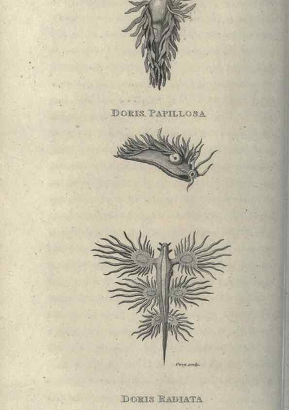 Reproducción/Reproduction 7344912930: Zoological lectures delivered at the Royal Institution. London,Kearsley,1809.