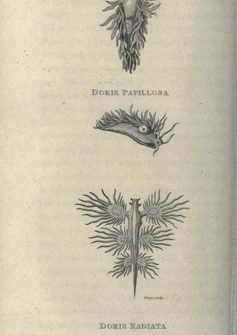 Reproducción/Reproduction 7344912930: Zoological lectures delivered at the Royal Institution. London,Kearsley,1809.