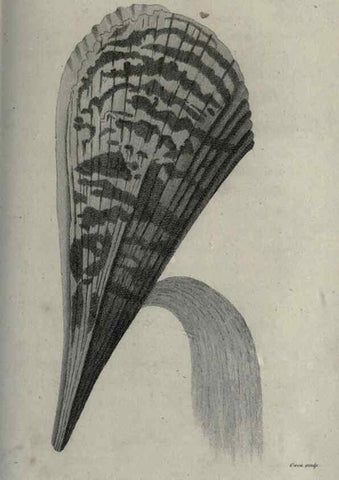 Reproducción/Reproduction 7159727967: Zoological lectures delivered at the Royal Institution. London,Kearsley,1809.