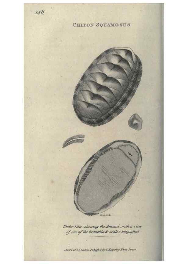 Reproducción/Reproduction 7159728857: Zoological lectures delivered at the Royal Institution. London,Kearsley,1809.